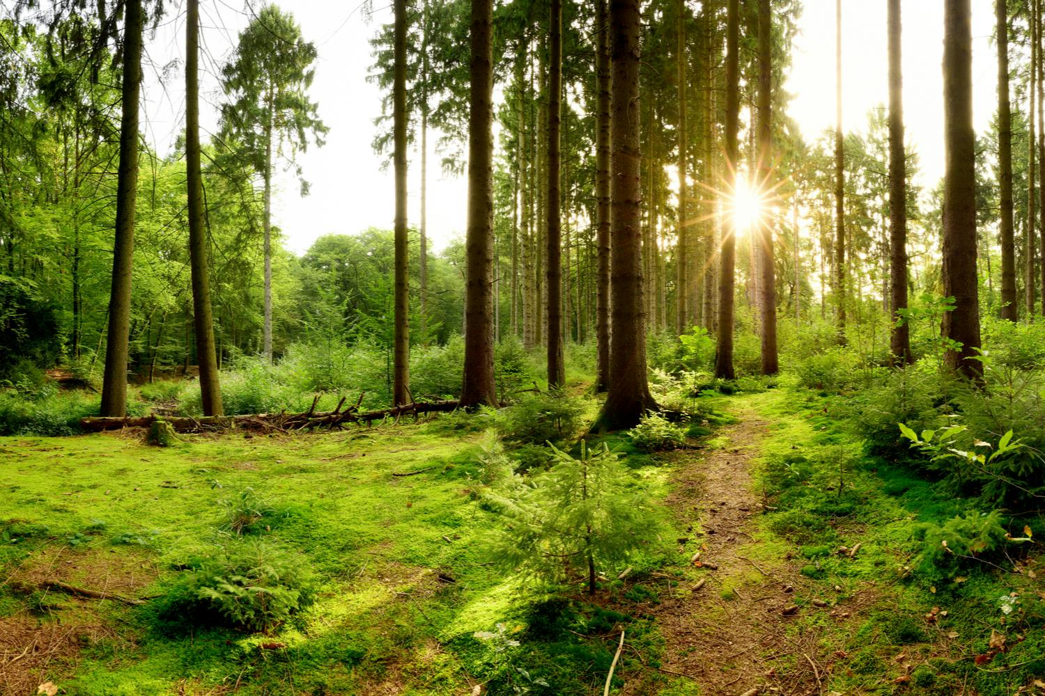 Landskapsbild från skogsområde